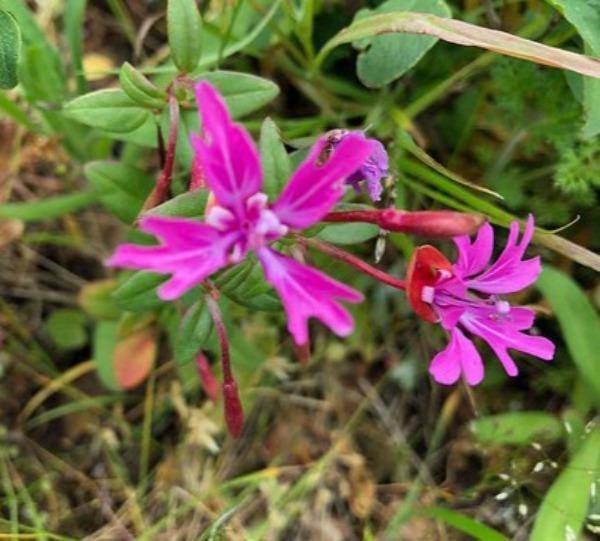 Clarkia concinna | Red or Pink Ribbons | 15 Seeds