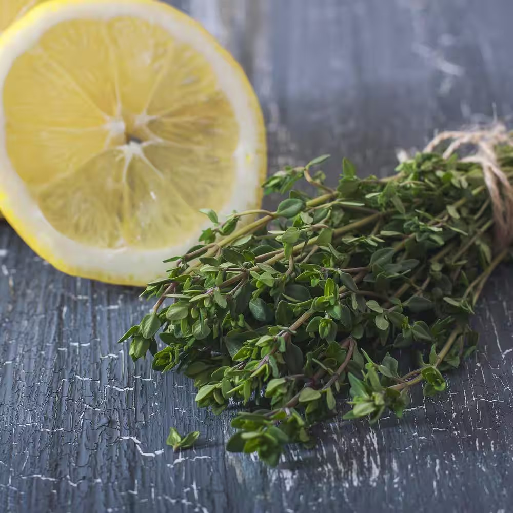 19 Oz. Lemon Thyme Herb Plant (2-Pack)