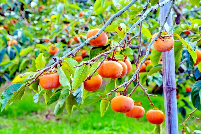 20 JAPANESE PERSIMMON TREE SEEDS (Diospyros Kaki) Asia Hardy Garden Fruit Plant