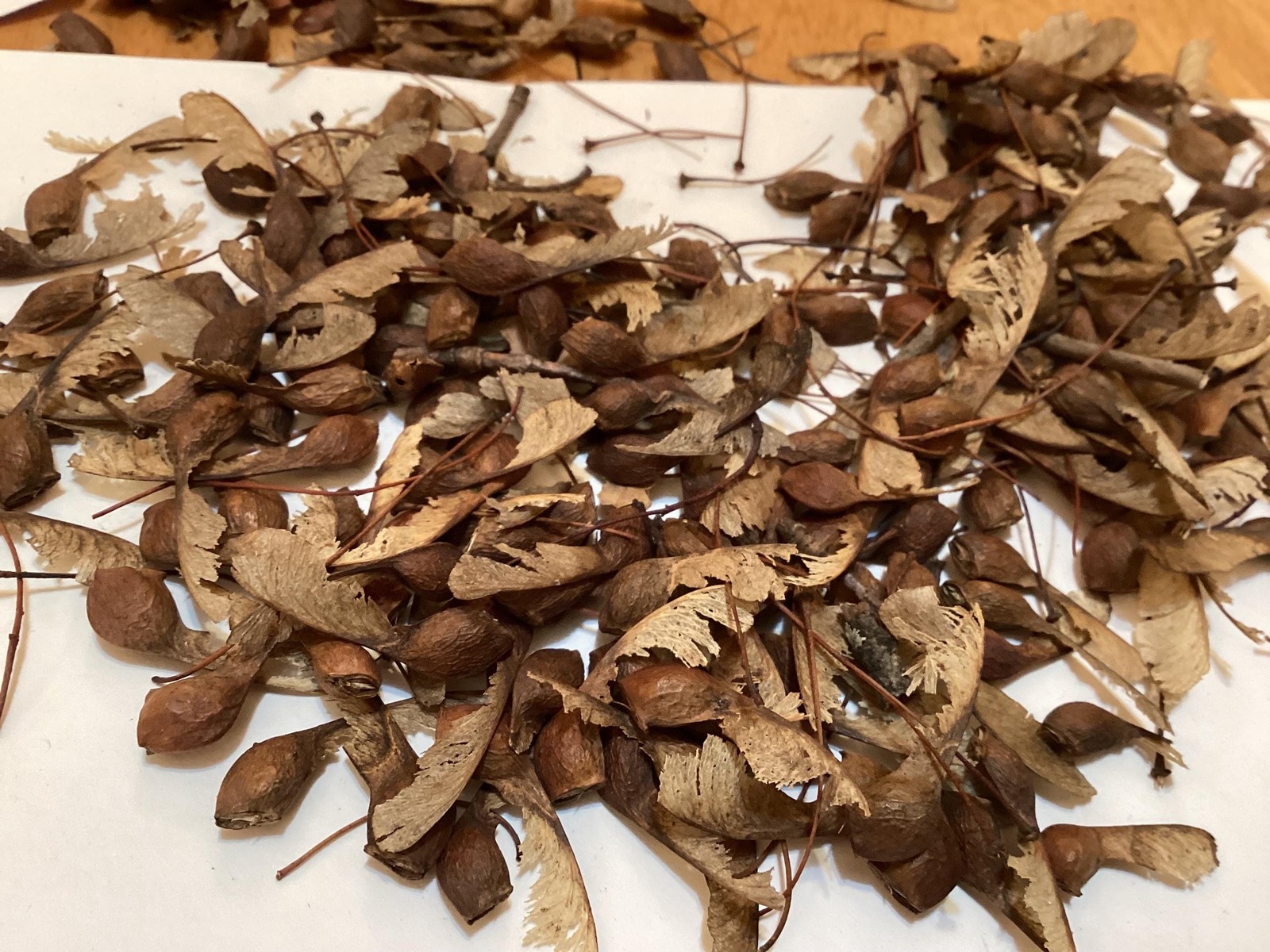Sugar Maple Seeds Acer Saccharum Rock Maple Hard Maple Tree Seeds Pack