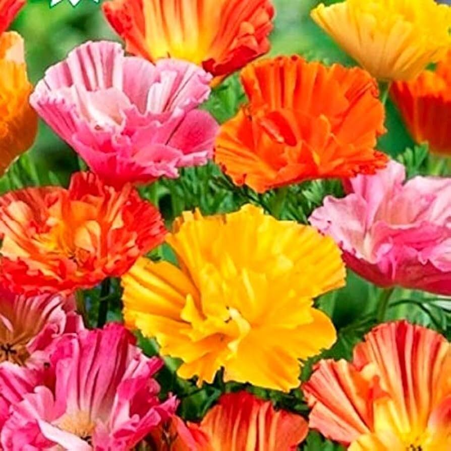 Eschscholzia californica BRIDAL BOUQUET MIX CALIFORNIA POPPY – Seeds!