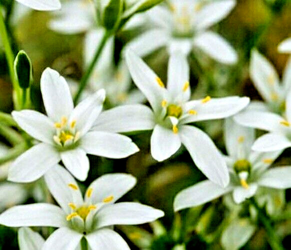 Star of Bethlehem Ornithogalum Umbellatum Perennial Spring Flowers 25+ Bulbs