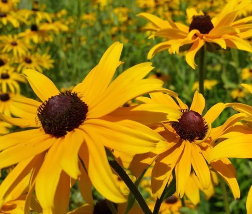 200 seeds Black Eyed Susan Hirta Yellow Fresh seeds + gift