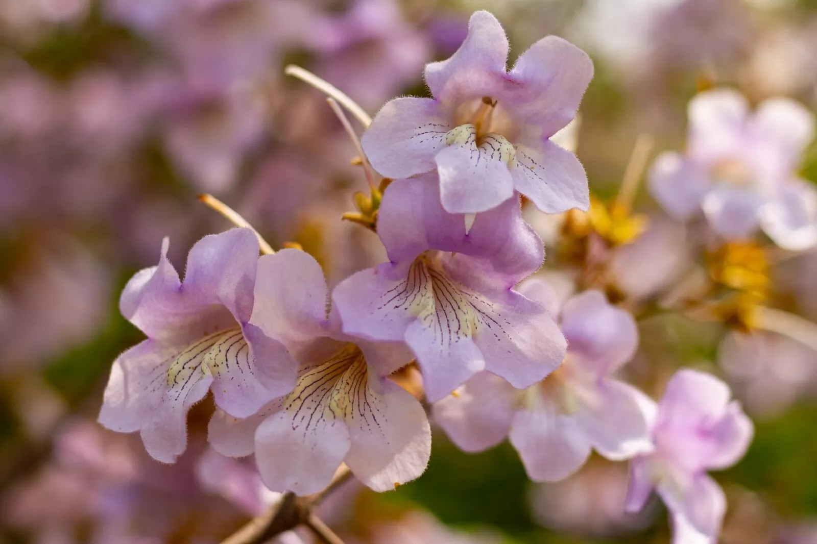 Princess Tree {Paulownia tomentosa} 50+ SEEDS USA POST