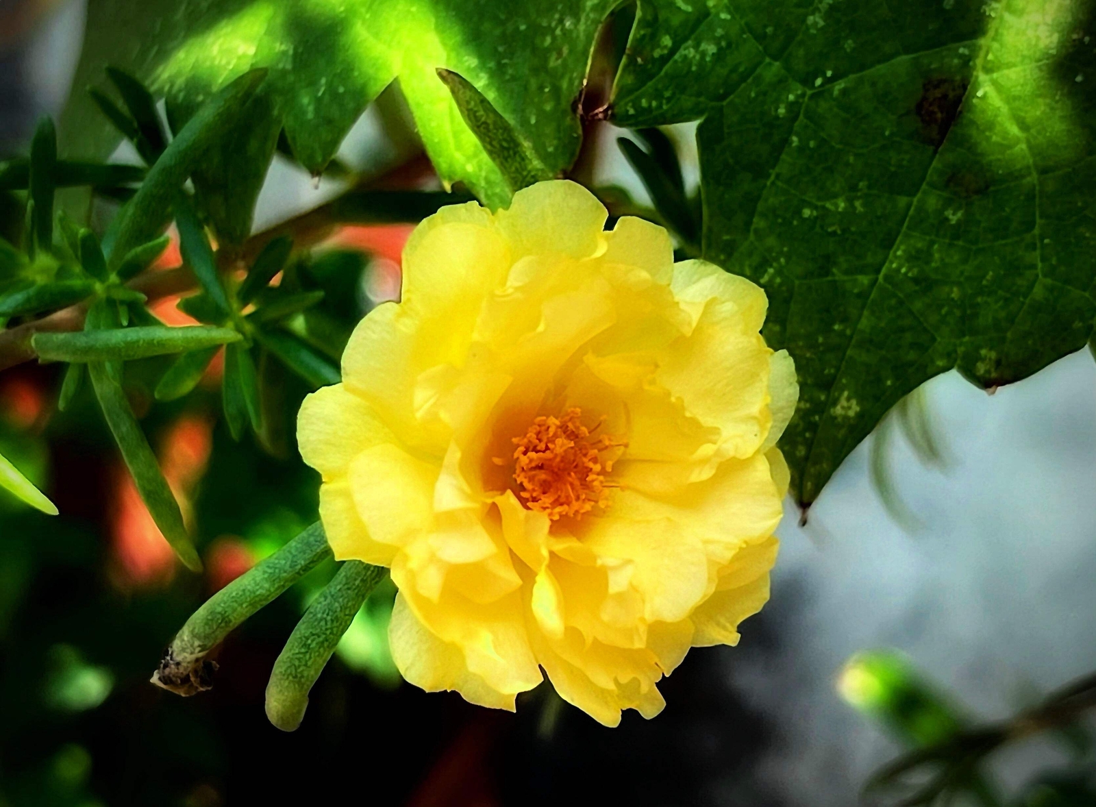 100 YELLOW PORTULACA Grandiflora / MOSS ROSE Gold Flower Seeds *Comb S/H