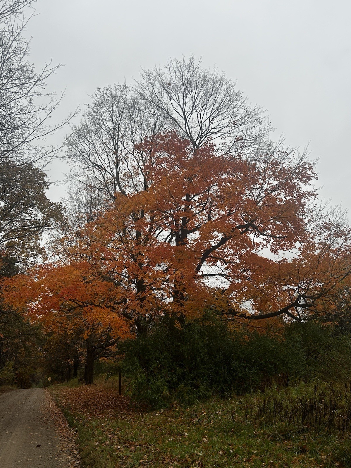 SE Michigan Ecotype Wild Grown, Forest Sugar Maple Seed (Acer Saccharum, 25 Pc.)