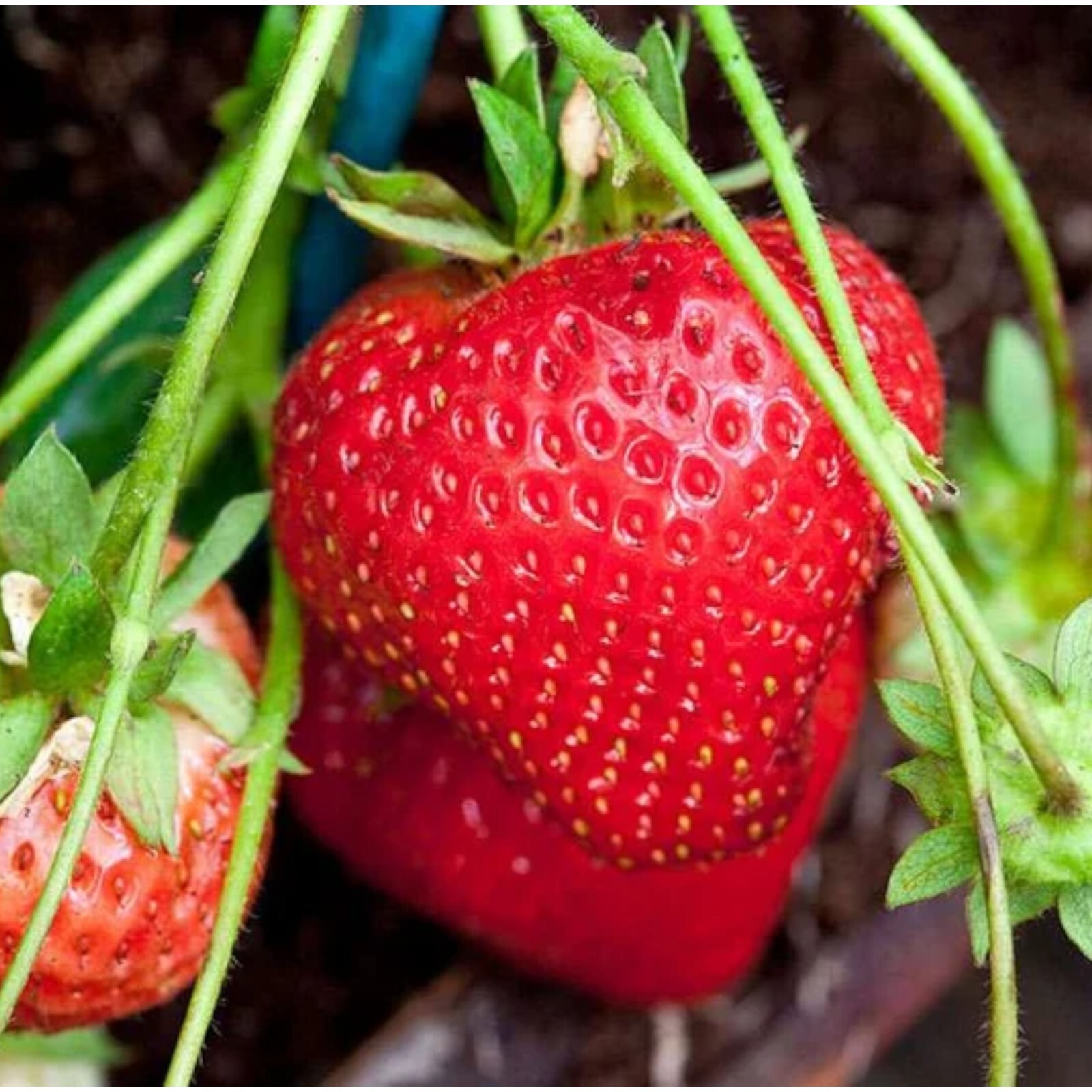 200 pcs Cream Strawberry Seeds – Hardy Perennial Herb, Fall & Spring Planting