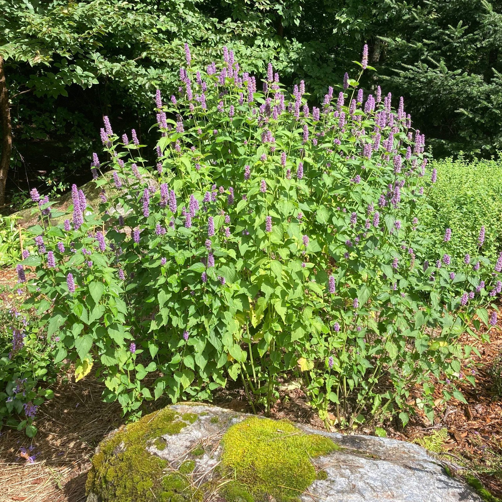 Korean Mint Seeds, Huo Xiang (Agastache rugosa) ~Herb Pollinator Garden