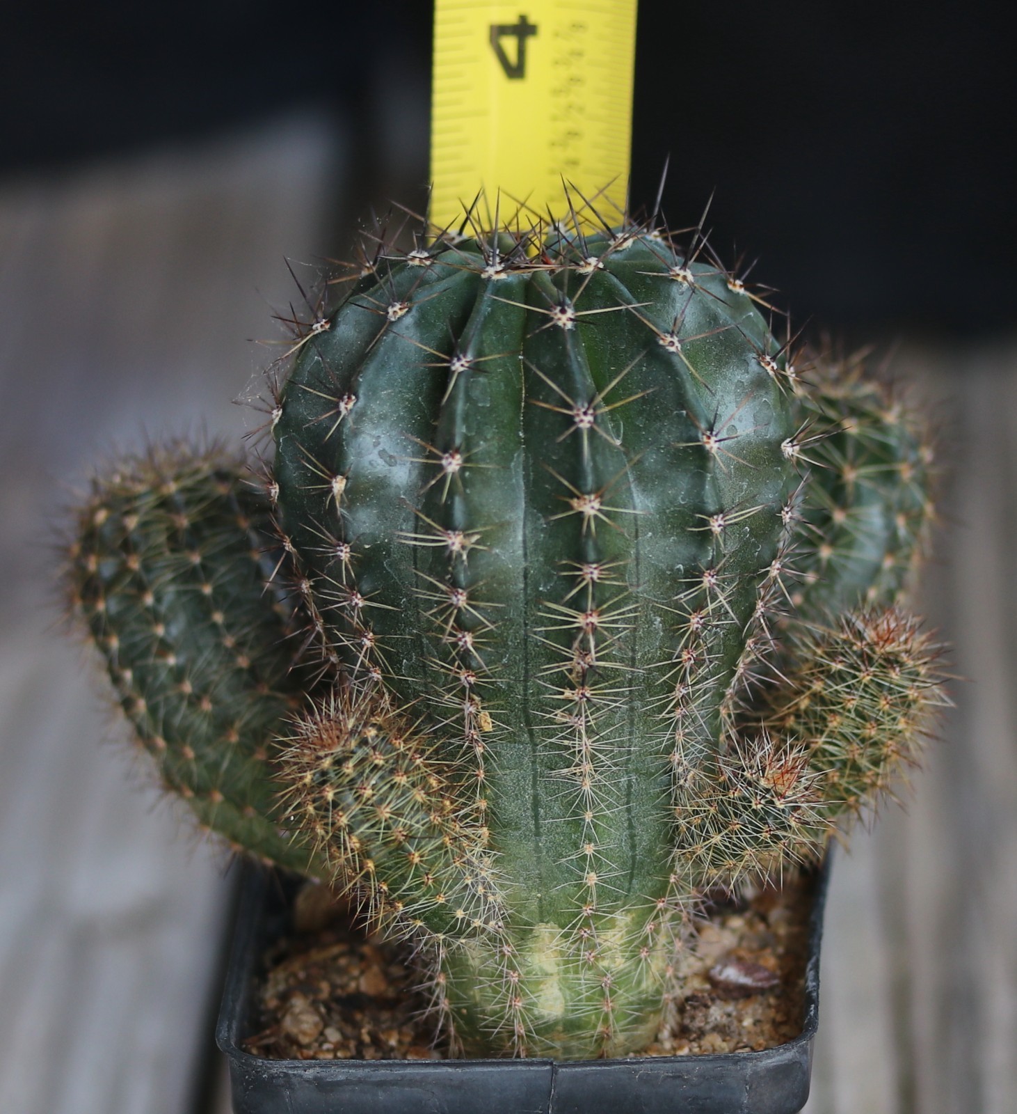 Echinopsis hybrid ‘Syncopation’
