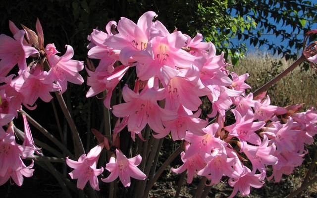 10 Amaryllis Belladonna – Pink Naked Ladies – Surprise Lily