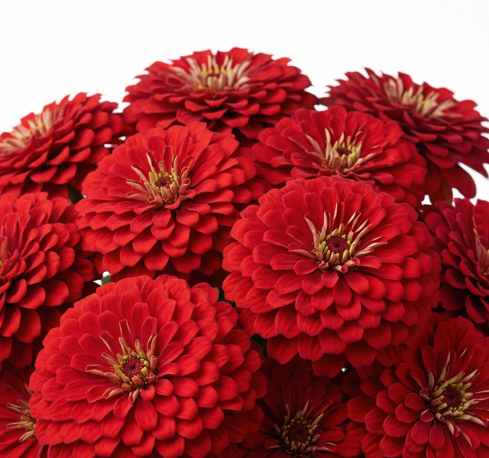 Zinnia Benary’s Giant DEEP RED Cut Flower Garden 4-6″ Blooms Non-GMO 25 Seeds