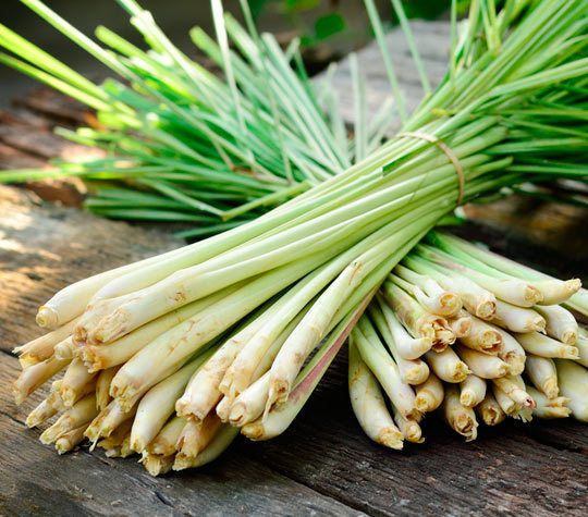 Lemongrass Stalks Plugs Cymbopogon Herb Sereh Plant EZ to Grow Lemon Grass