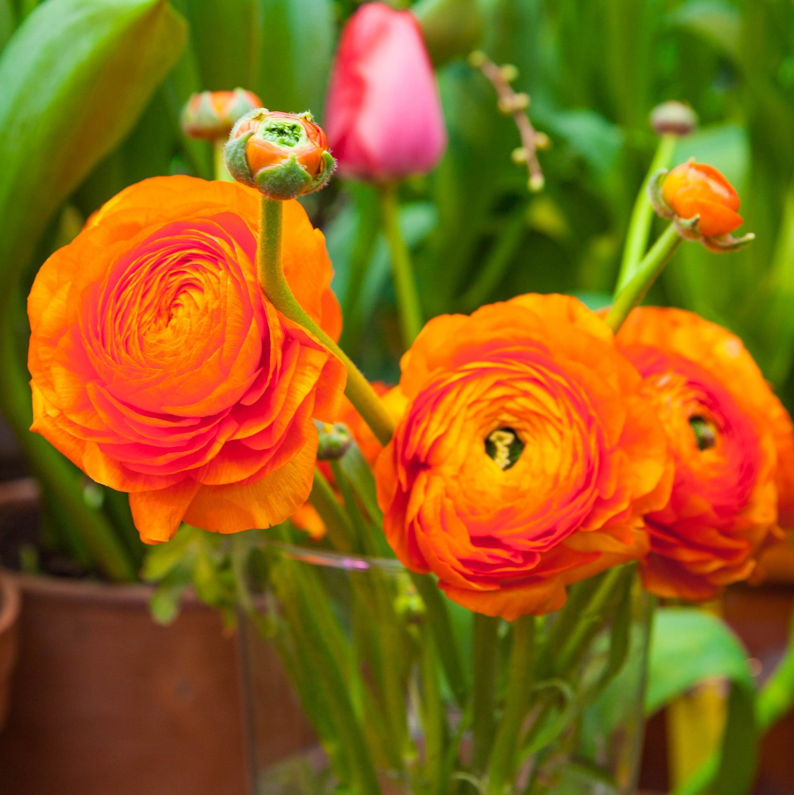 Easy to Grow Ranunculus Buttercup Sunset 10 Plant Bulbs, Spring Flowers