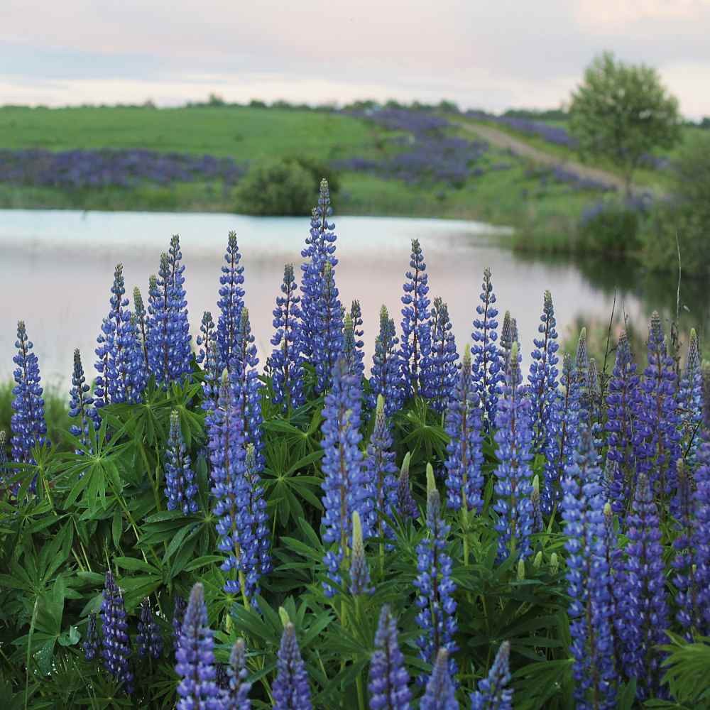1 LB Blue Perennial Lupine Seeds For Planting | Lupinus Perennis Wild Flower