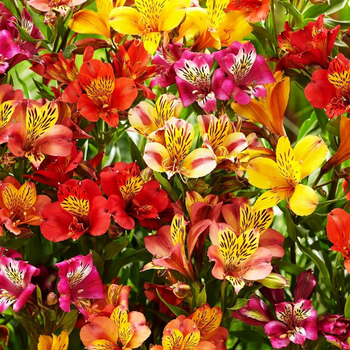 Mixed Color Alstroemeria Seeds 30 PCS Perennial Peruvian Lily Flower Seeds for O