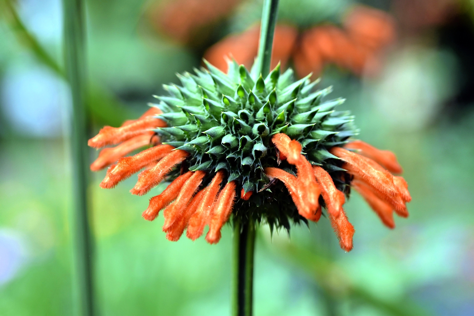 25 Wild KLIP DAGGA Leonotis Nepetifolia Lions Ear Lions Tail Orange Flower Seeds
