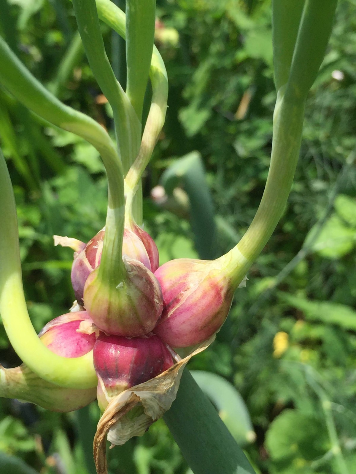 Egyptian Walking Onion PLANTS Grown in chemical free soil; FREE SHIPPING