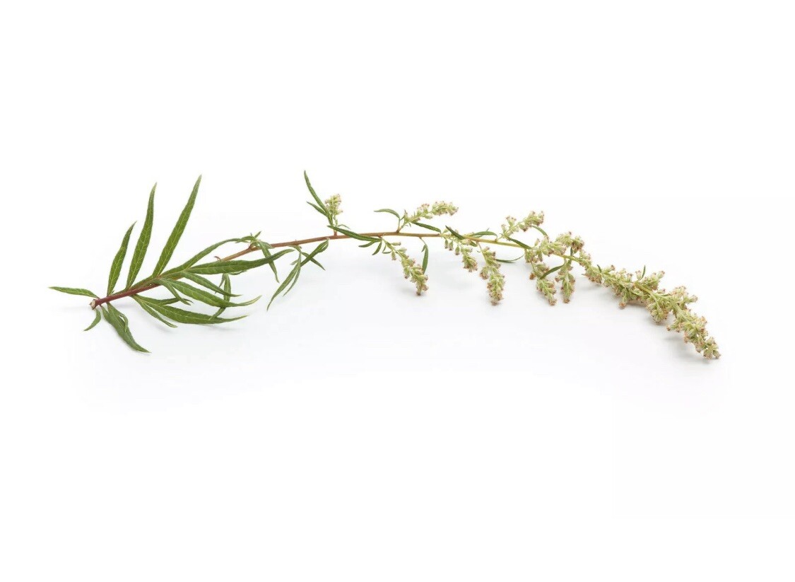 100+ MUGWORT Wormwood HERB SEEDS Magic Medicinal Culinary Heirloom Perennial Usa