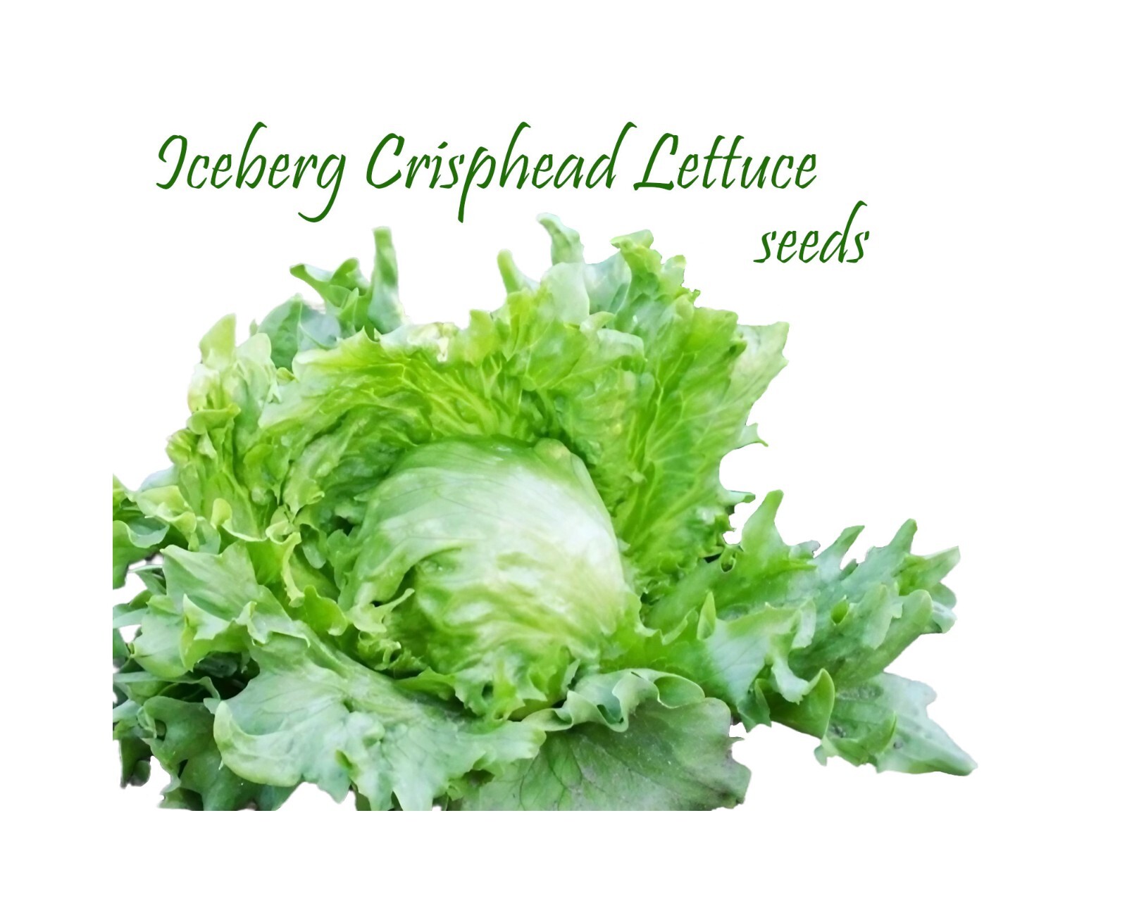 Iceberg Crisphead Lettuce 1000+ Seeds. Heirloom. Cool Weather Annual Spring Fall