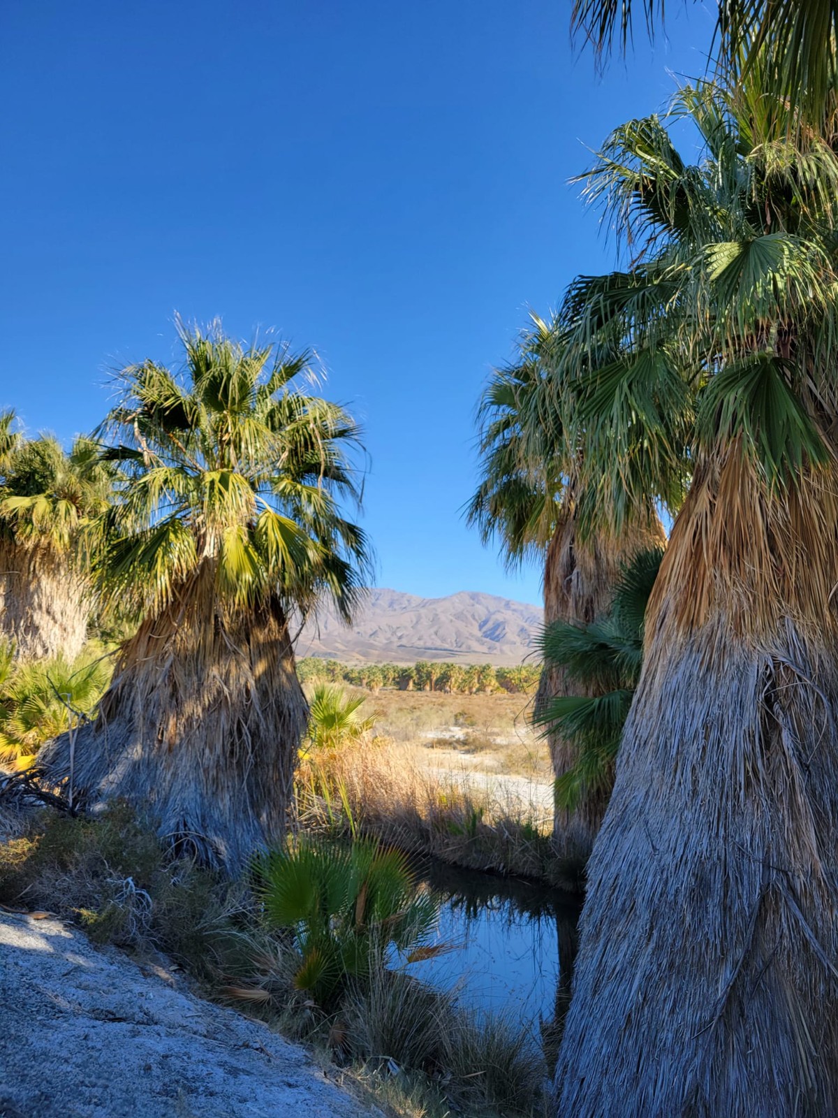 Washingtonia filifera Seeds! Cold-Hardy! California Fan Palm