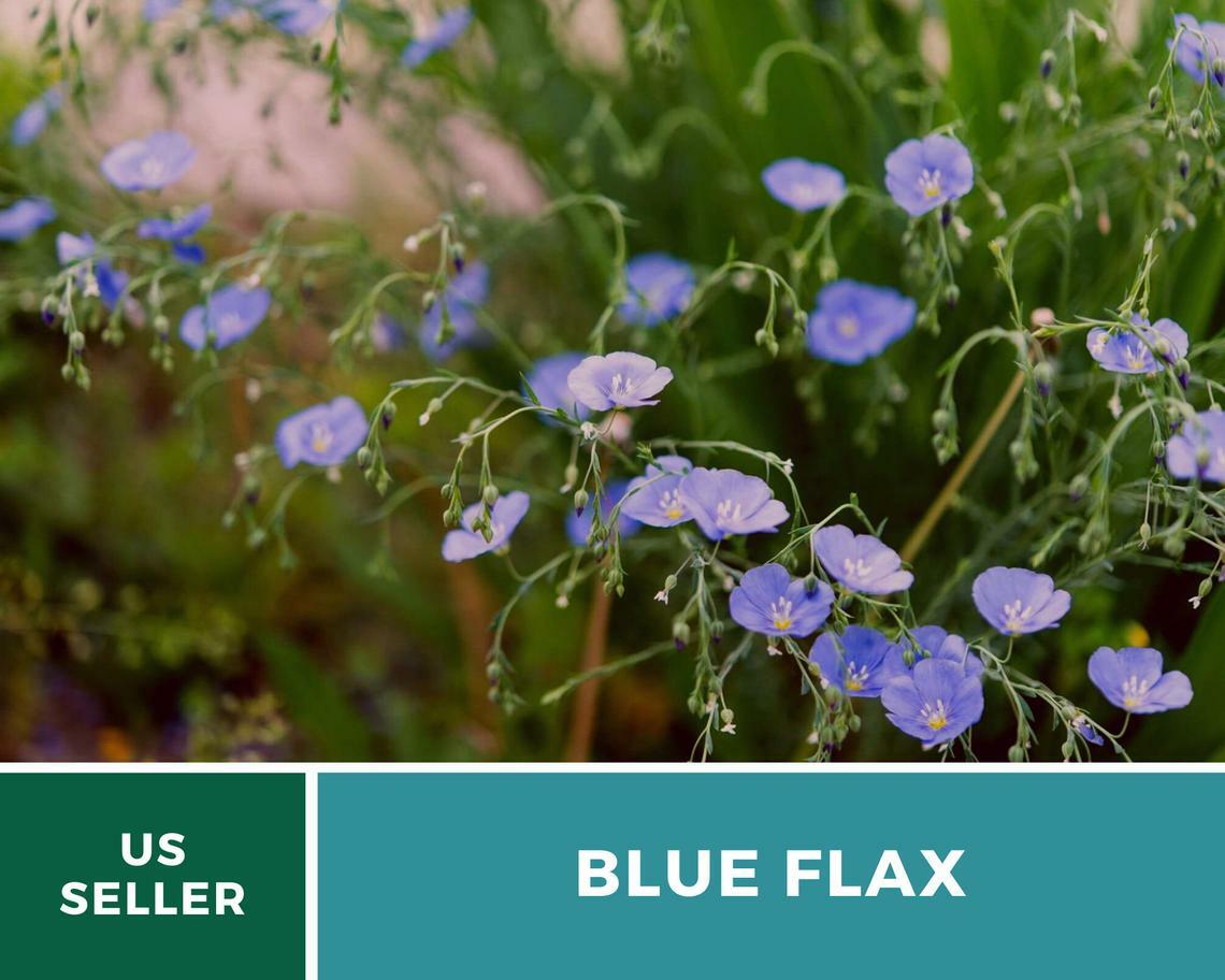 Flax, Blue – “Prairie Flax” – 100 Seeds – Stunning Flowers – Sow Spring or Fall