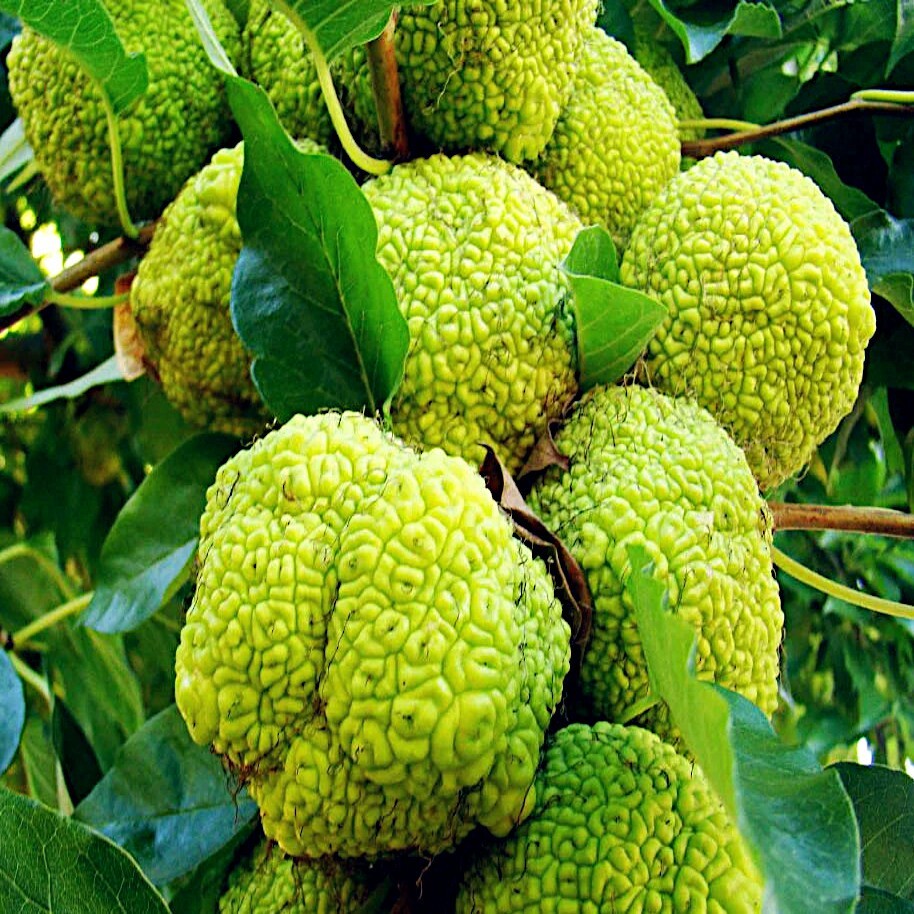 20 OSAGE ORANGE Tree Seeds (Maclura Pomifera) Hedge Apple Fast Hardy Monkey Ball