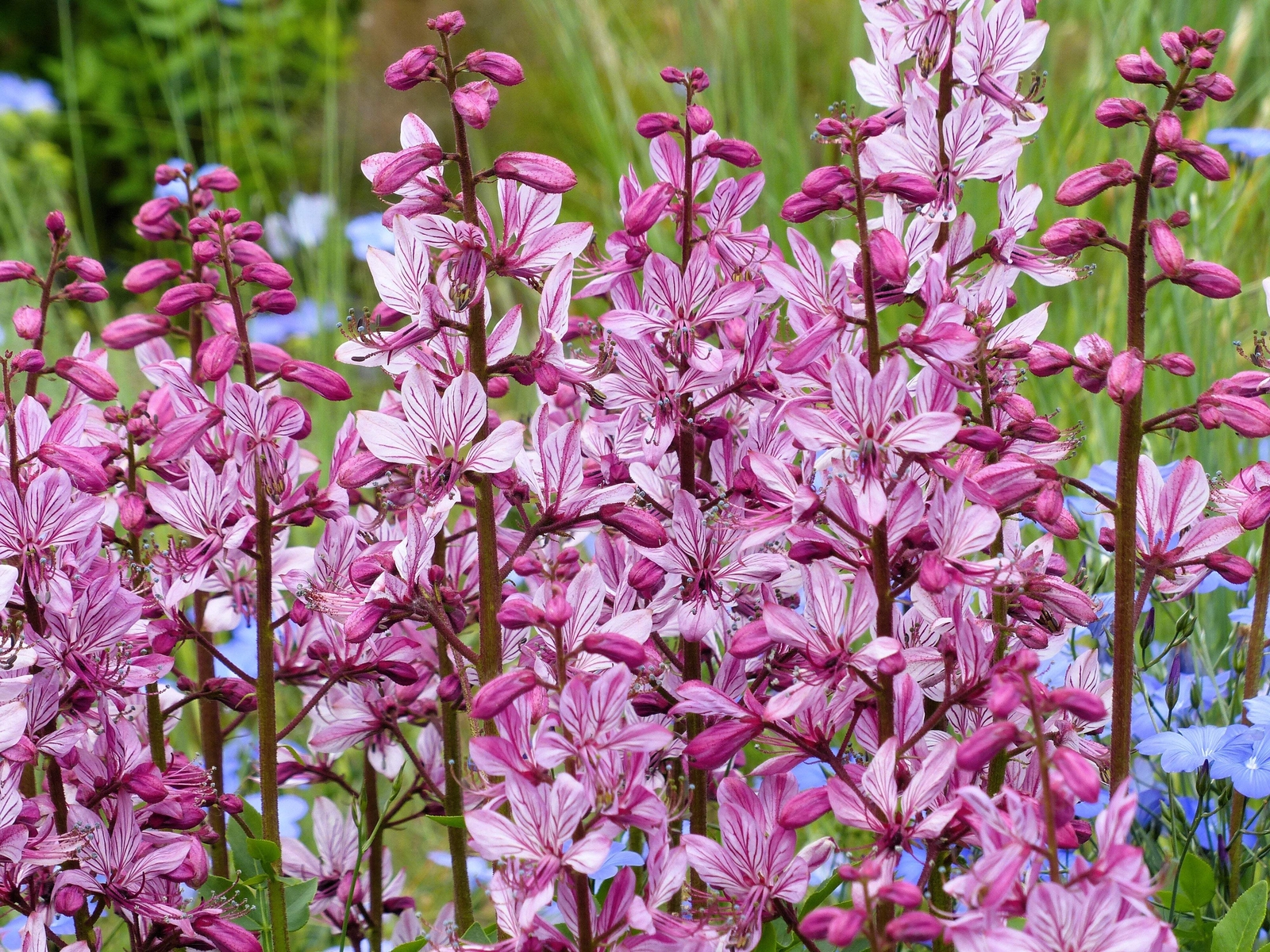 10 RED GAS PLANT Fragrant Fire Plant Dictamnus Albus Ruber Flower Seeds