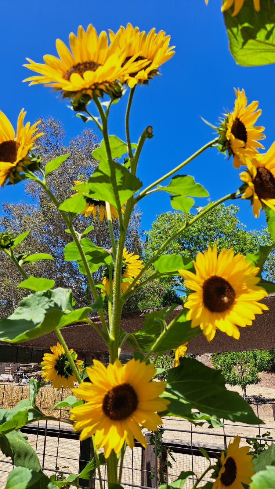 Lot of 3 Dried Sunflower Heads 4″ to 5″ for Pets Birds Crafts Etc Pesticide Free