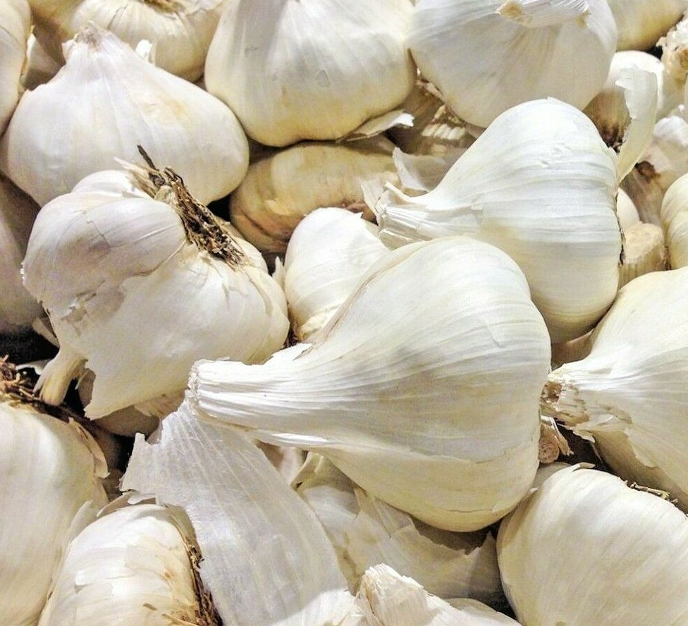 ☑️ ELEPHANT GARLIC USA GROWN FRESH ORGANIC LARGE JUMBO SIZE 5oz ++ BEST DEAL