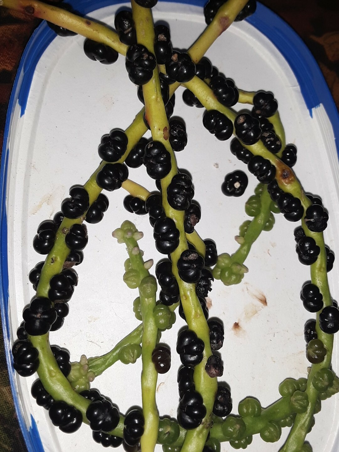 25+Green Malabar Spinach seeds(Asian spinach, MongToi Mu er cai ,Vine Spinach).