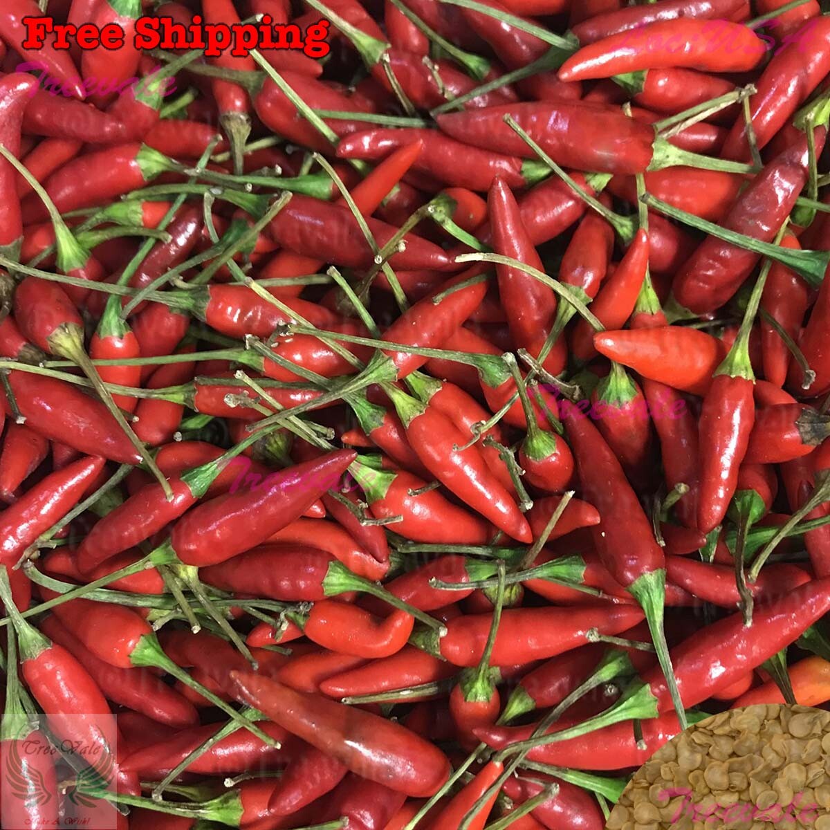 Thai Red Chili SEEDS | Hot Chili Pepper, Burapa, Ớt Hiểm Cay SEEDS | NON-GMO