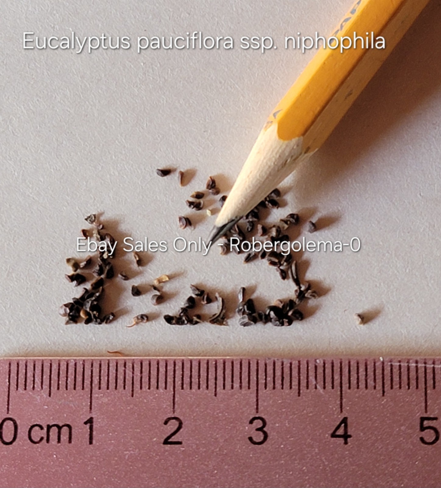 Eucalyptus pauciflora ssp. niphophila – Australian Snow Gum – Fresh Seeds