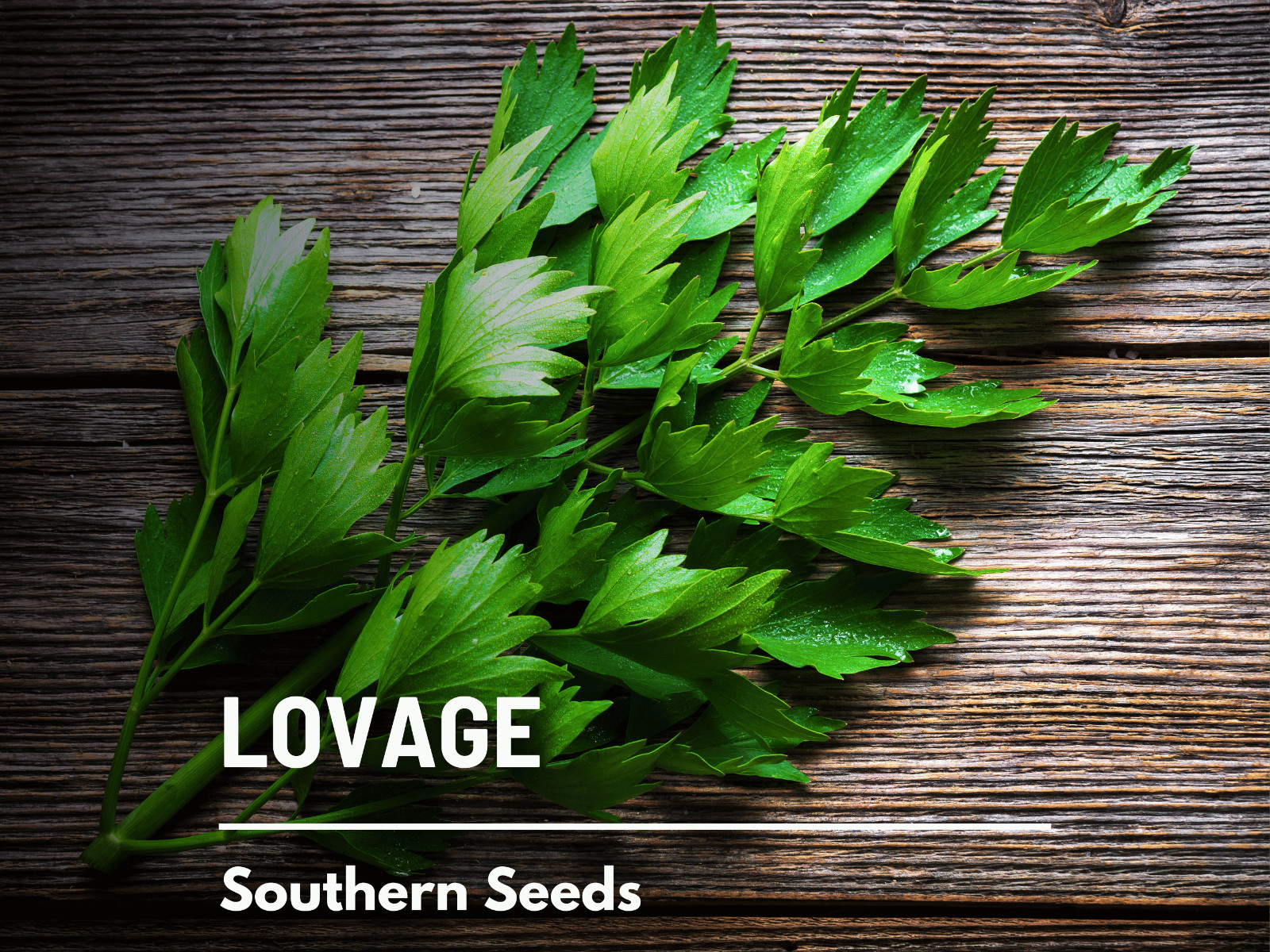 Lovage – 50 Seeds – Amazing Medicinal & Culinary Herb – GMO Free