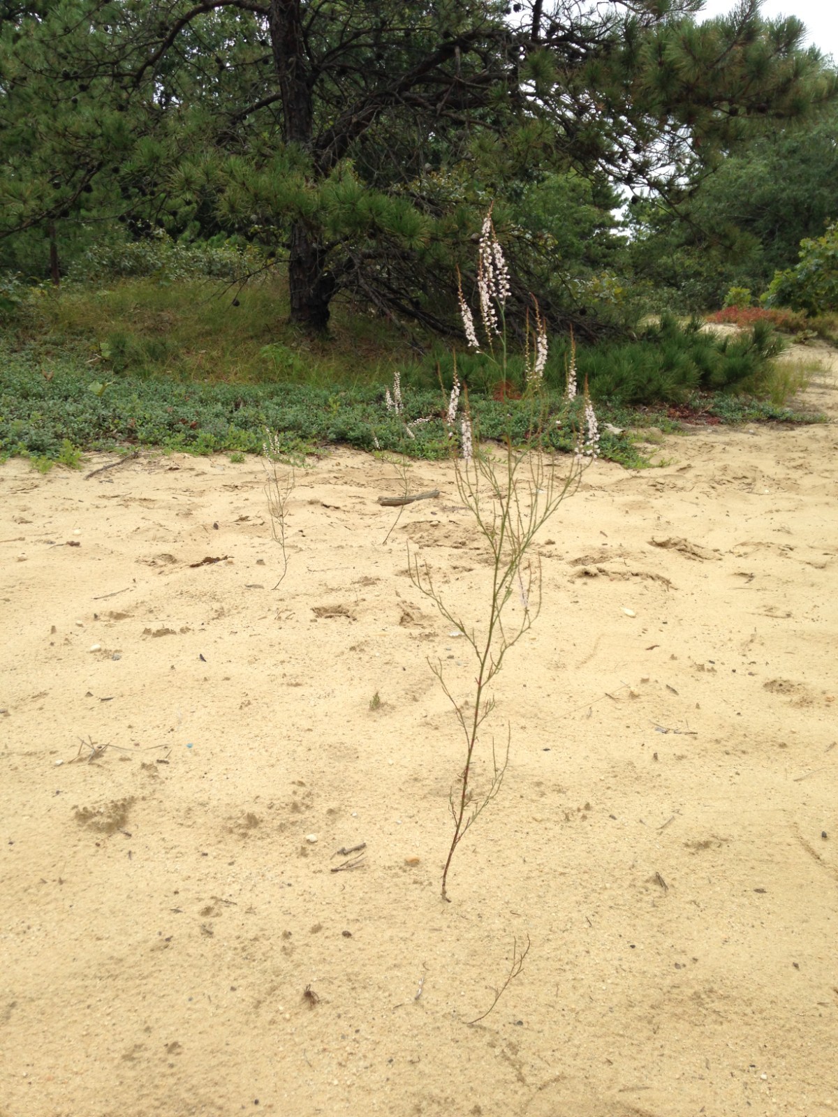 2025 Sand Jointweed Polygonum articulatum 50+ Seeds Long Island NY Wildflower
