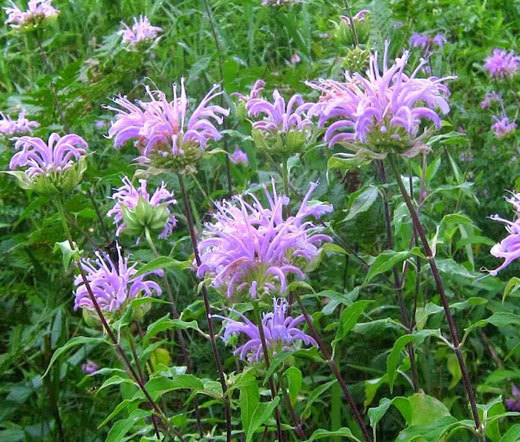BERGAMOT WILD BEE BALM Monarda Fistulosa – 10,000 Bulk Seeds