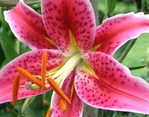3 STAR GAZER Oriental Lily Bulbs Spring Planting ~Fragrant Summer Blooms~ Hardy