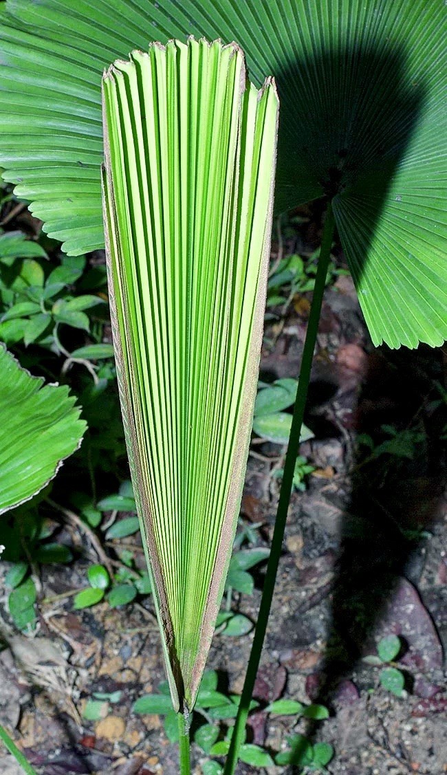 Rare Licuala Cordata Seed ~ House Plants ~ Plants ~ Palms ~ Unique