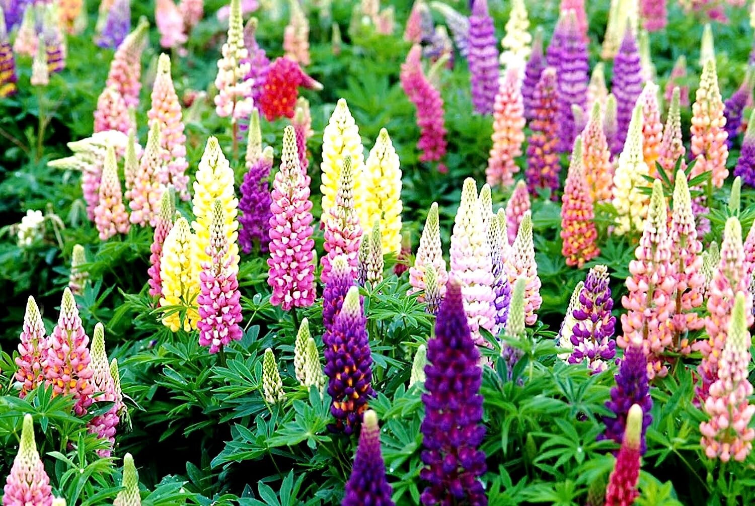 1/2 oz, 500+ seeds Russell Lupine Perennial Mixed Colors Lupinus Polyphyllus