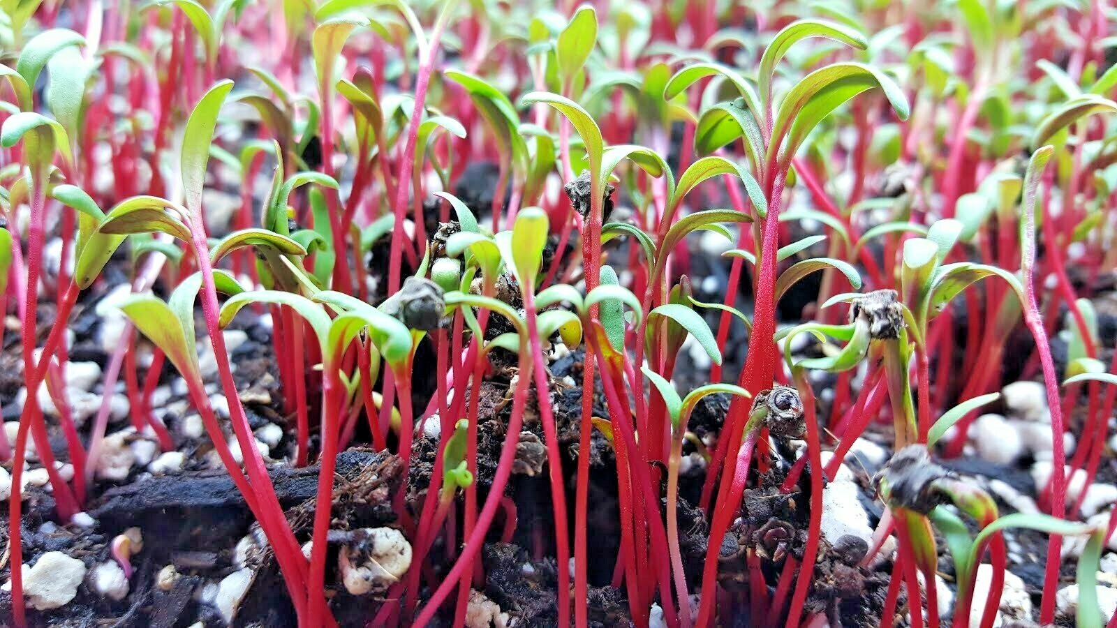 101+ BULLS BLOOD BEET Seeds Heirloom Vegetable Garden Patio Container Fast Easy