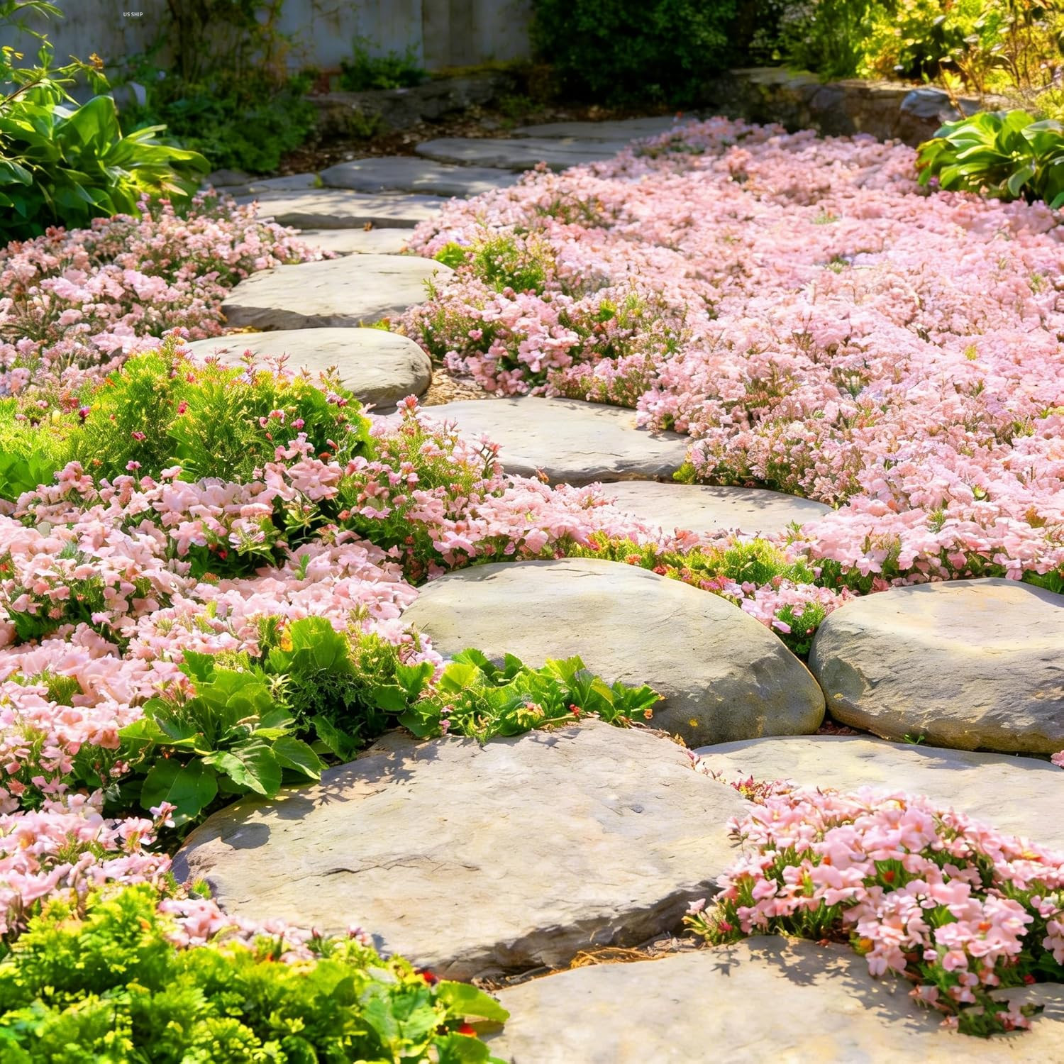 20000+ Mix Creeping Thyme Seeds Wild Creeping Thyme Seeds for Planting