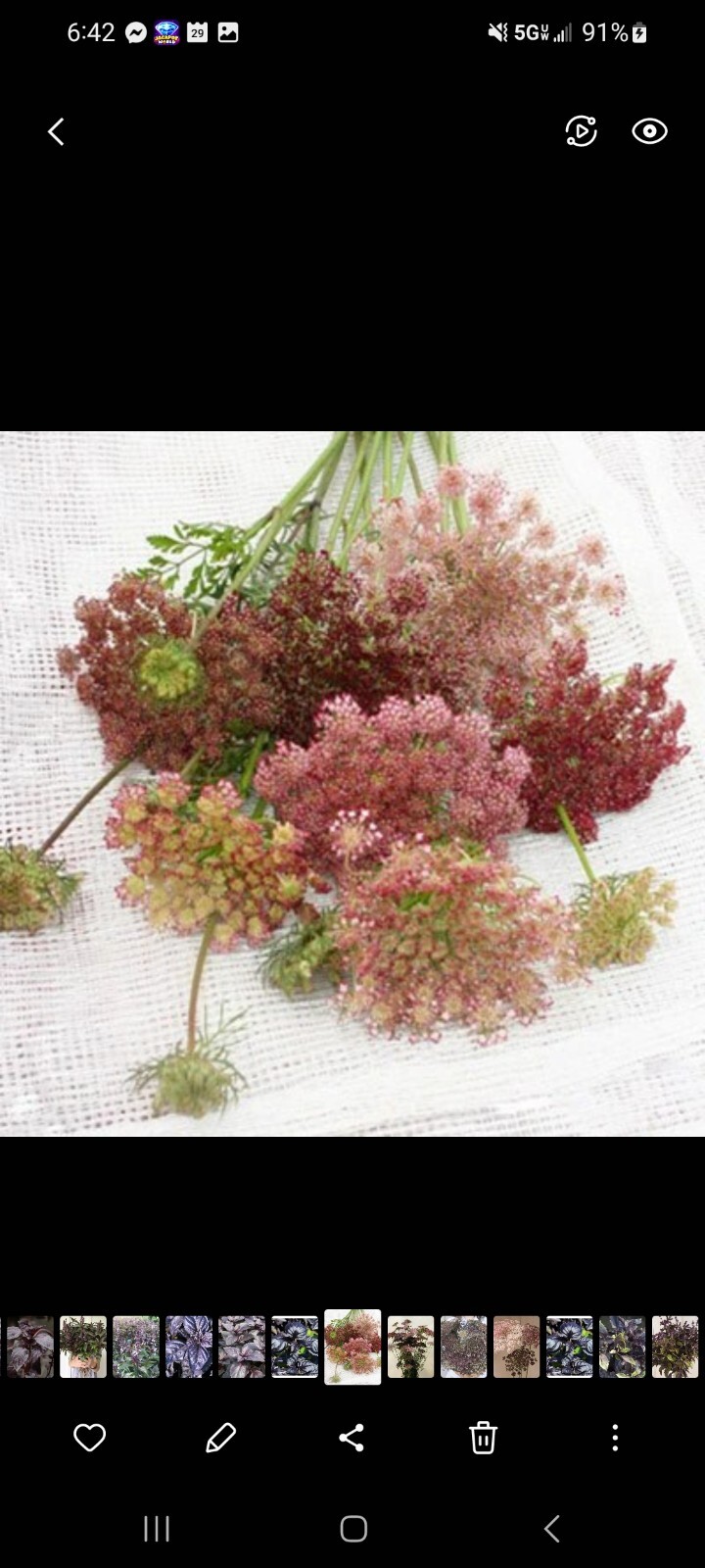 Queen Anne’s Lace Variety: Dara Daucus, White Dill, Green Mist