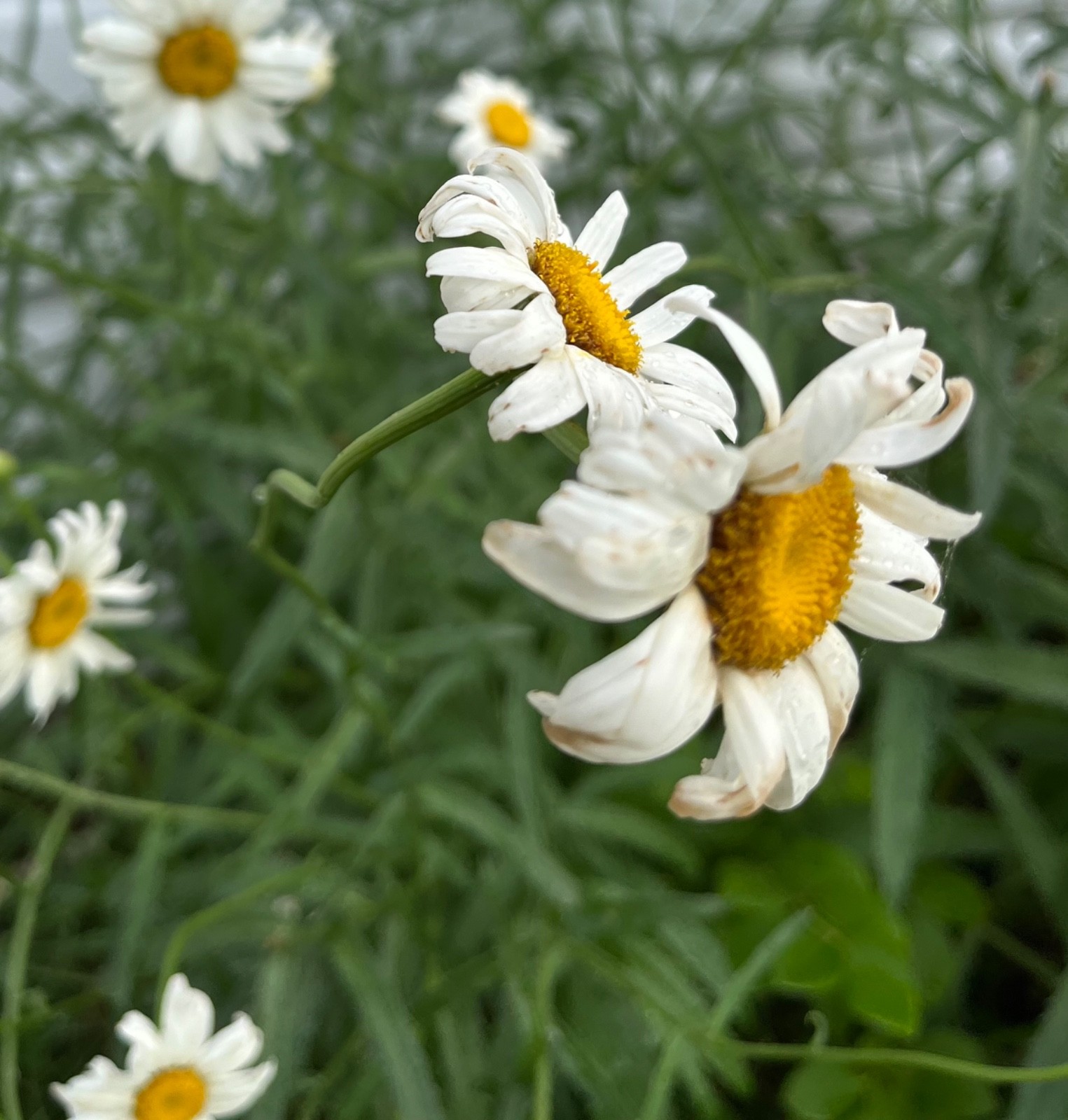 Shasta Daisy seeds 50ct, easy to grow, perennial, deer resistant,hardy zones 5-9