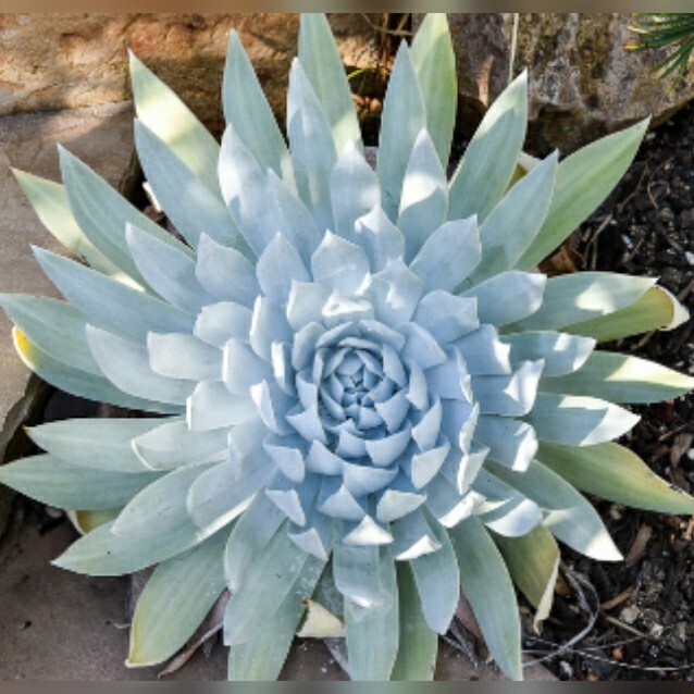 Dudleya Brittonii Giant Chalk Succulent 30 seeds form. Echeveria blue