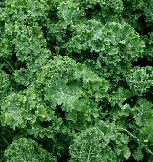 DWARF SIBERIAN KALE SEEDS 500+ survival VEGETABLE greens SALAD FREE SHIPPING