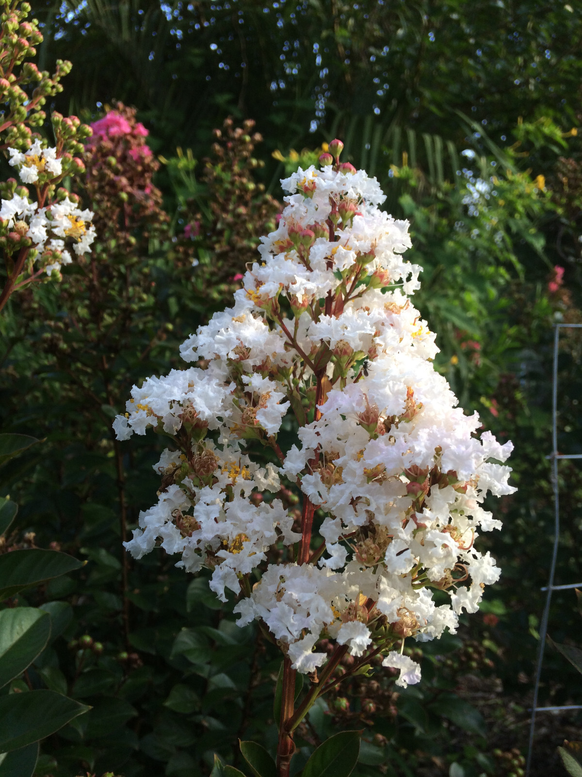 Lagerstroemia Crape Myrtle | White Chocolate | 10 seeds