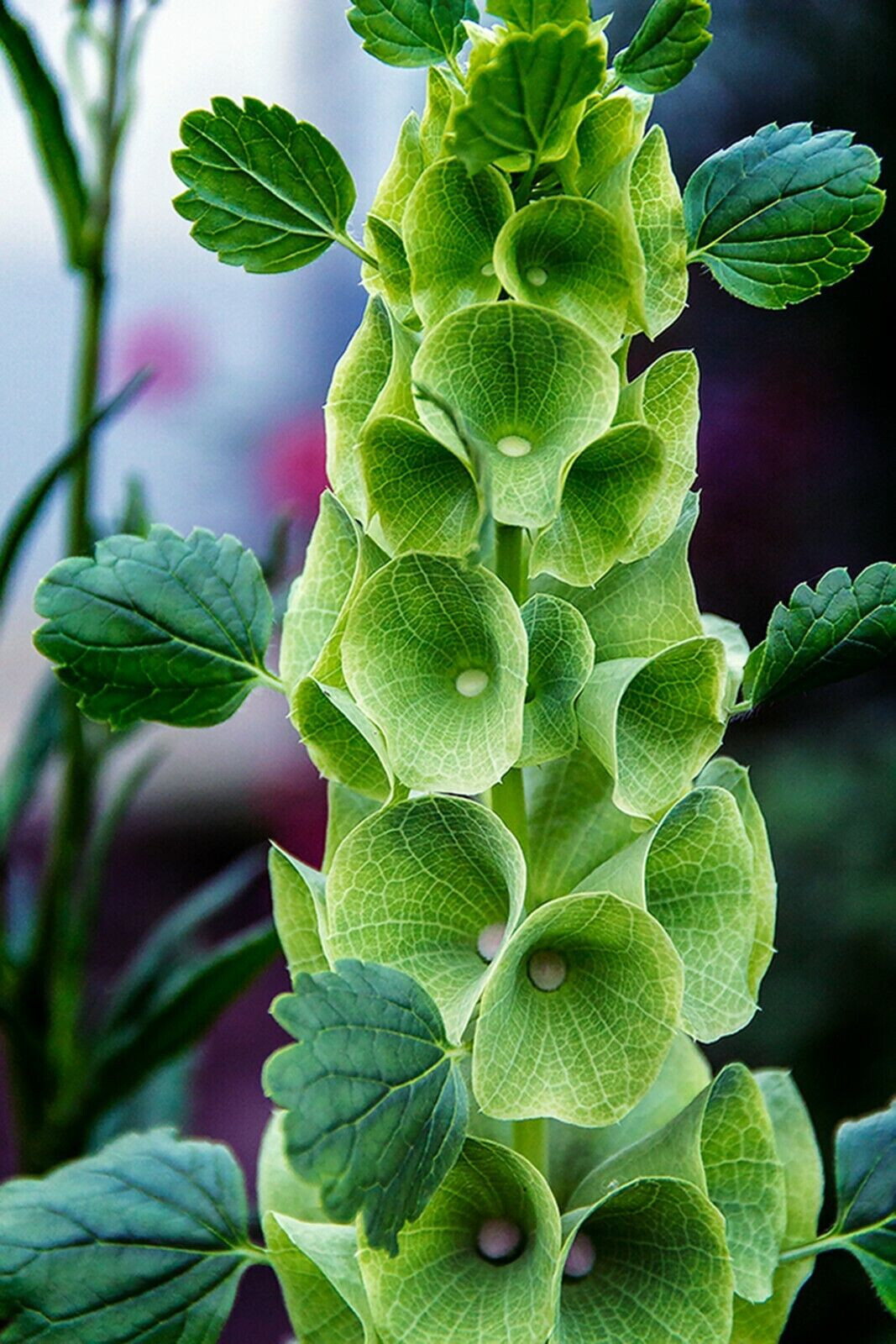 45 SEEDS – Bells of Ireland – GREEN FLOWERS – GroCo USA – Buy 15=FREE SHIPPING