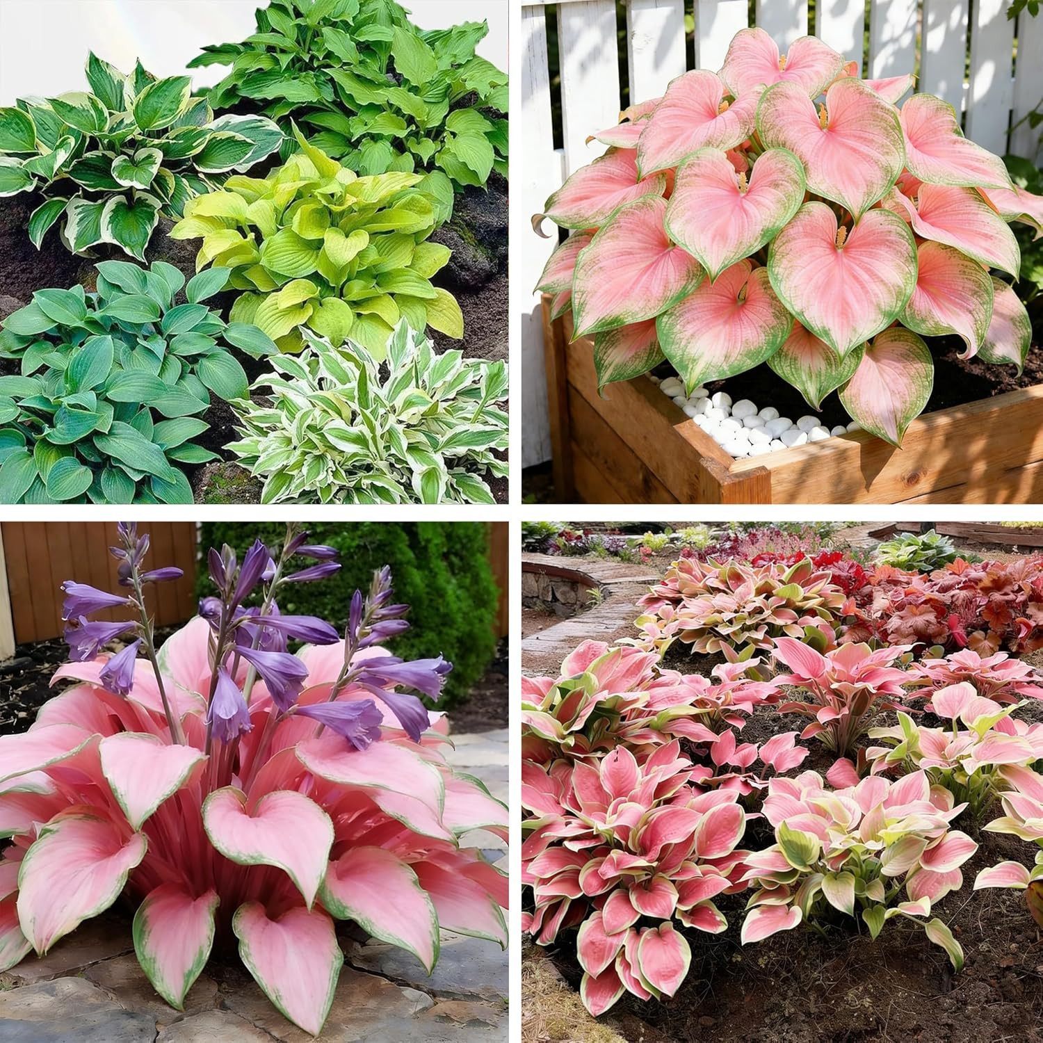 Hosta Seeds – 100 Heart-Shaped Rare Roots Low Maintenance Garden Home Outdoor