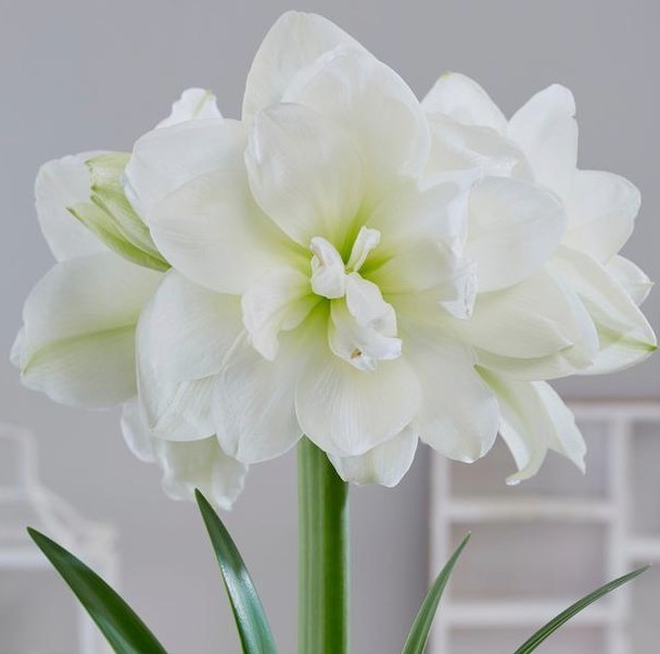 Lemon Star Double Flowering Amaryllis Spectacular Flower Bulb, Check our Store