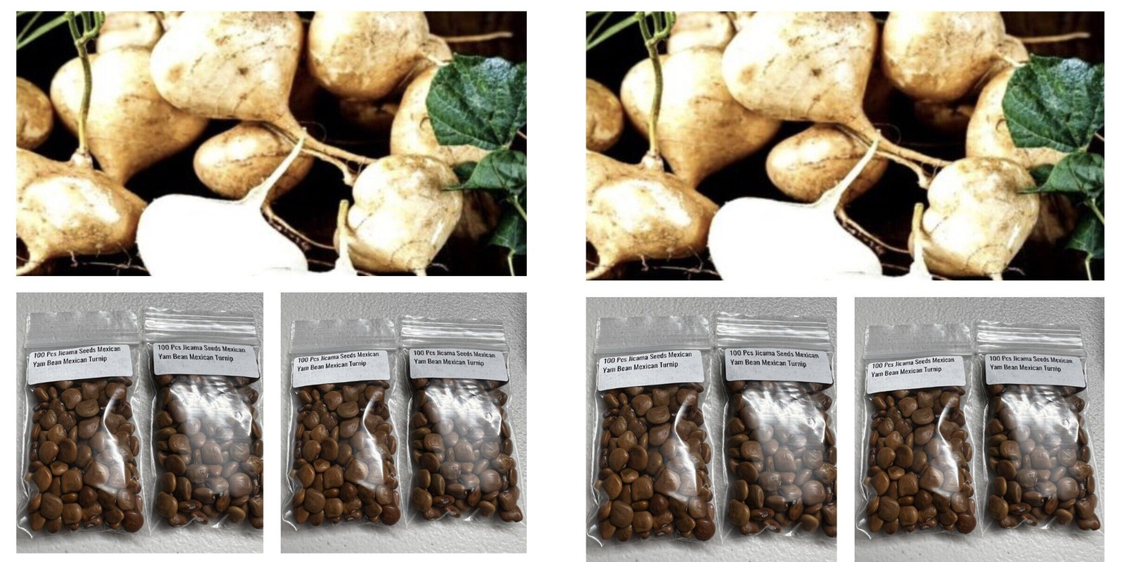800+True Jicama Seeds/ Mexican Yam Bean Root Potato Seeds/ Cu San – Cu dau Seeds