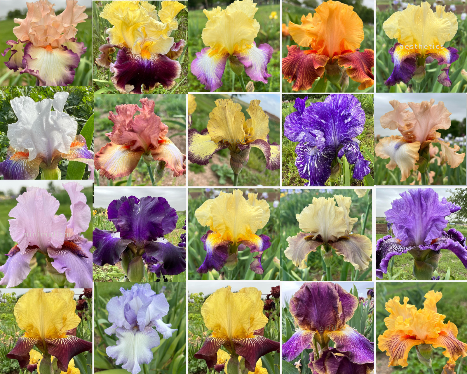 Tall Bearded Iris Special!!! Anything that fits SHIPS.